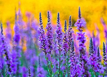 《最后的低语》Steam抢先体验 合作僵尸战斗生存